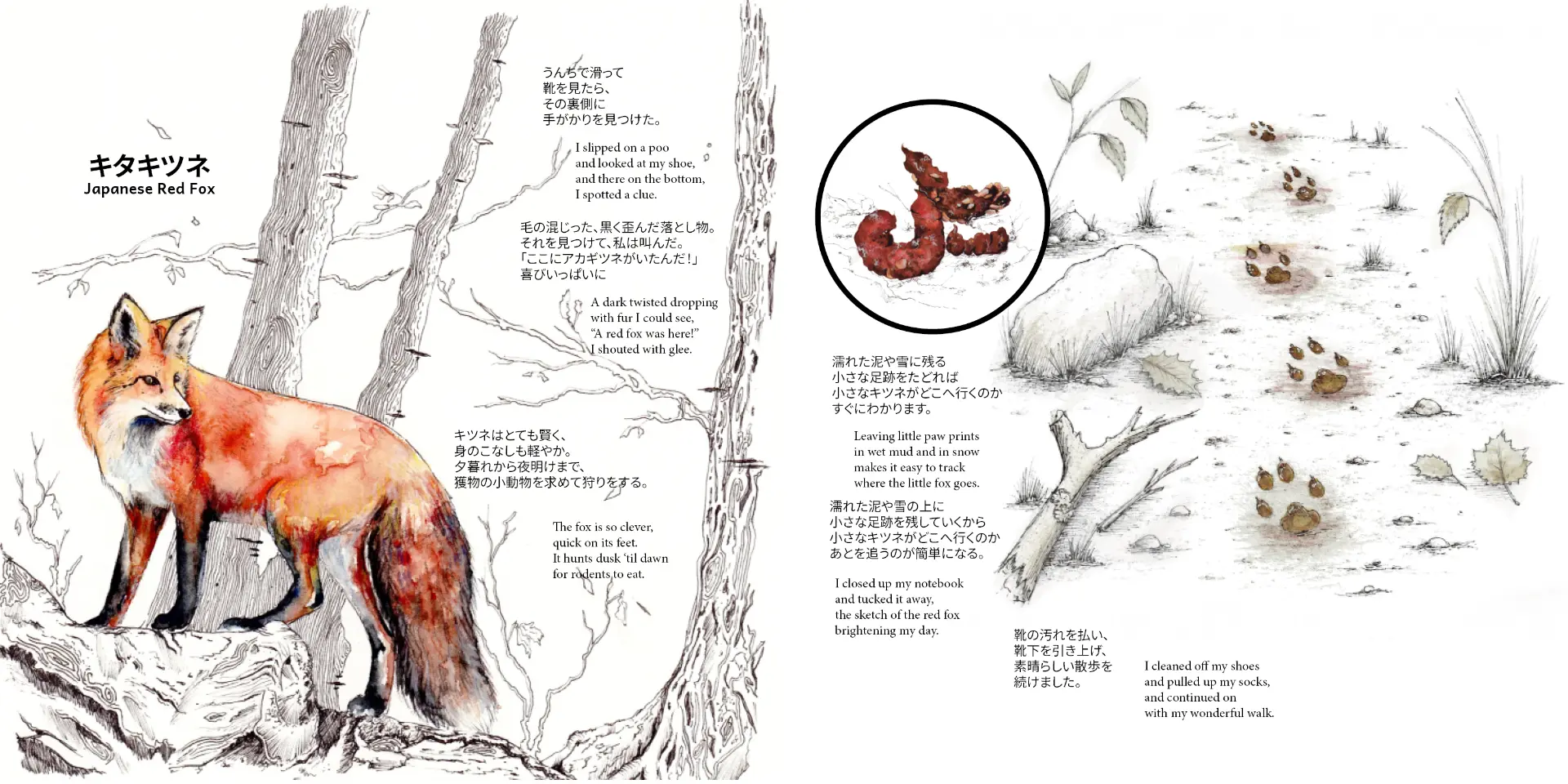Pages 14–15 — Japanese Red Fox, tracks and a tell-tale dropping