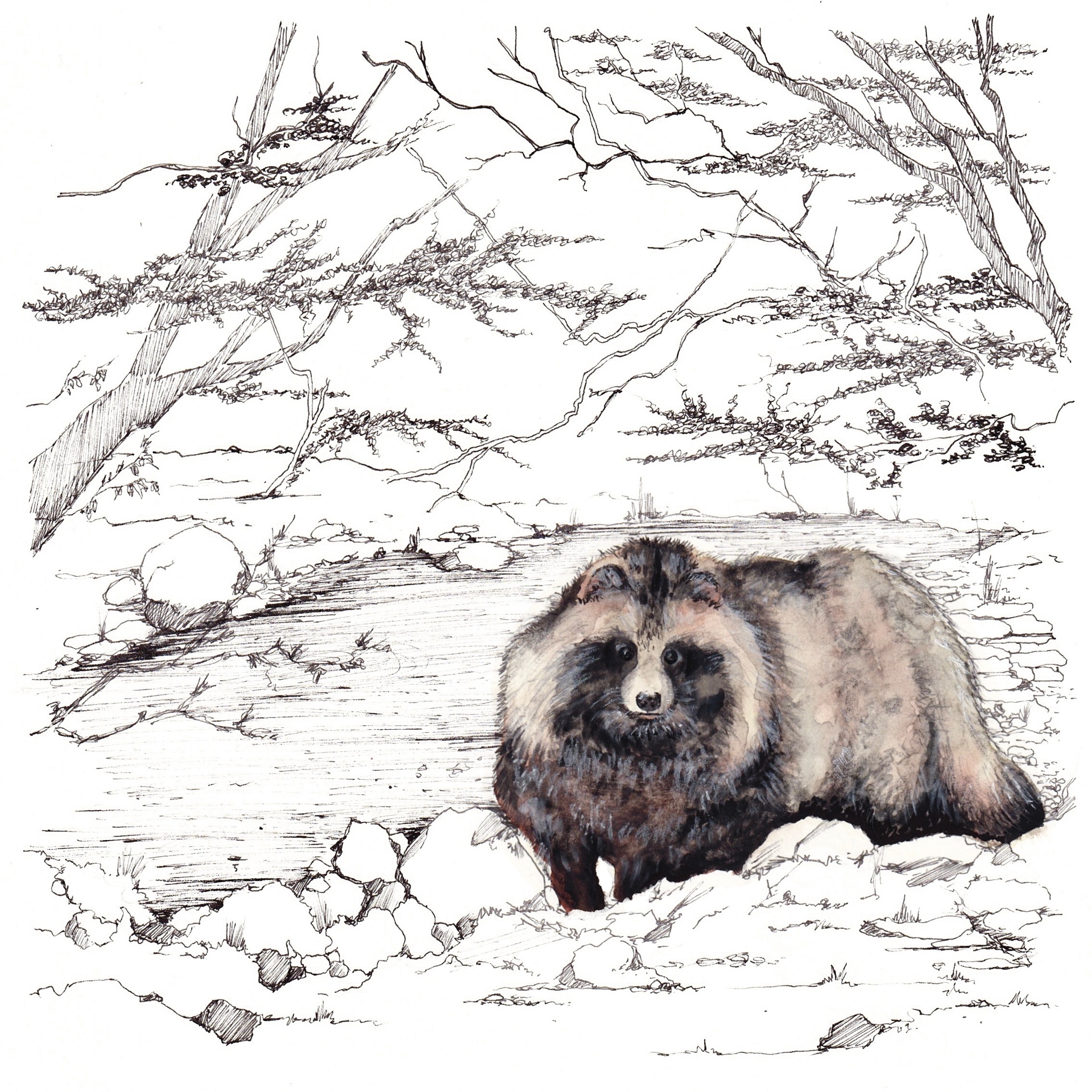 Watercolor & ink: a tanuki (raccoon-dog) on a snowy stone bank under bare branches